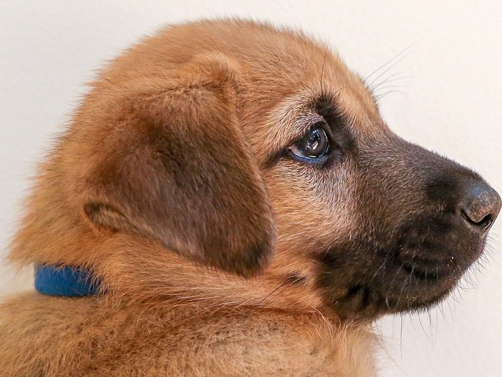 chinook puppy